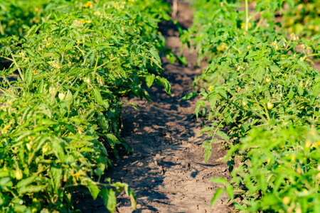 Tomato beds in the garden. Growing vegetables.の写真素材