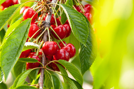 Ripe sweet cherry on a branch. Abundant harvest. Close-up.の写真素材