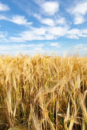 Ripe ears of barley in summer sunlight against a blue sky. Ð¡oncept of growing cereals.の写真素材