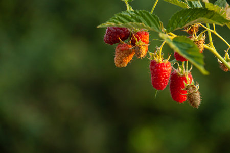 A bunch of raspberries ripen on a bush in the rays of sunset. Blurred background and copyspace.の写真素材