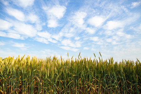Green wheat ears against a blue cloudy sky. Field of unripe wheat. Expecting a rich harvest.の写真素材