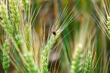 Ladybug on a wheat ear. Green wheat, waiting for the harvest. Ð¡lose-up, selective focus.の写真素材