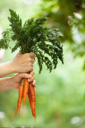 Raw, vegan, vegetarian, food concept. A woman's hand holds three fresh carrots with tops. Blurred background, copy space.の写真素材