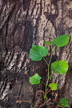Young shot near an old tree trunk. The concept of succession of generations.の写真素材