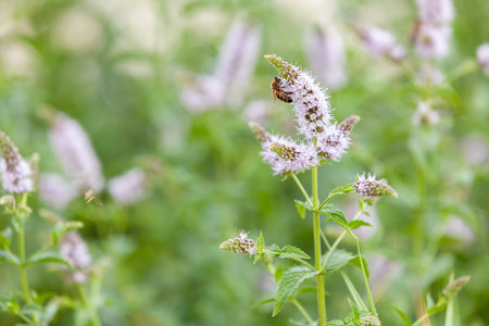 Honey Bee feeding on nectar of peppermint flower. Close-up. Copy space.