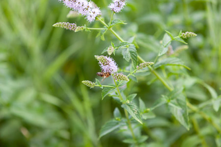 Honey Bee feeding on nectar of peppermint flower. Close-up. Copy space.の写真素材