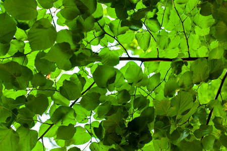 Green linden leaves. Natural background. Ecology and environment concept.の写真素材