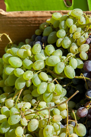 Bunches of white and black grapes in the boxの写真素材