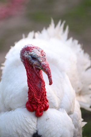 White male turkey close-up
