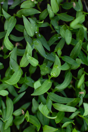 Young plant shoots. Pepper seedlings in a greenhouse. Agribusiness, growing vegetables. Close-up,...
