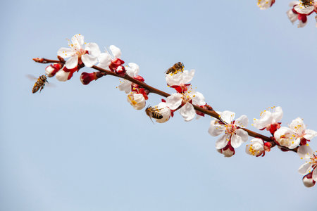 Bees pollinate blossoming apricots on a plantation. Beekeeping and fruit growing. Close-up, copy...