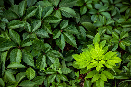 Natural background. Green leaves fill the frame. Concept of environmental protection.