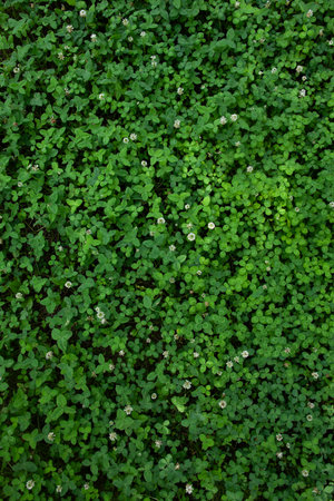 Discover the beauty of nature with this vibrant green clover image, perfect for backgrounds,...