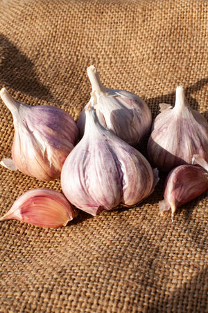 Fresh garlic bulbs on burlap fabric. Vertical photo.の写真素材