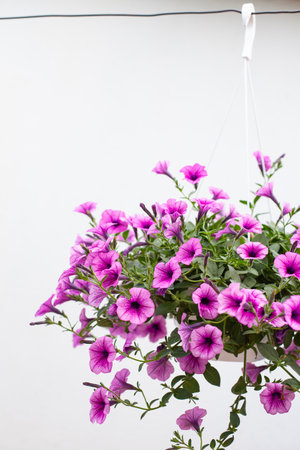 Vibrant pink hanging petunias in full bloom, with a soft-focus background. Perfect for floral-themed designs, gardening, and cultivation content.の写真素材