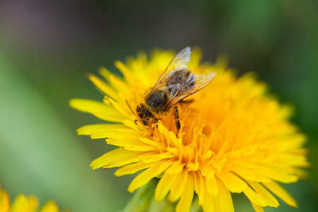 Close-up of a bee on a blooming dandelion, with visible pollen on its body. A macro shot of a honey...