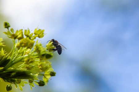 A honey bee collecting pollen from a blooming maple flower, playing a crucial role in pollination....