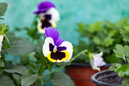 Colorful pansies blooming in a plastic pot on a balcony. Urban gardening, close-up with soft...