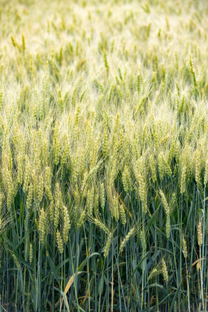 Wheat field nearing harvest under bright summer light - rural landscape with golden grain heads.の写真素材