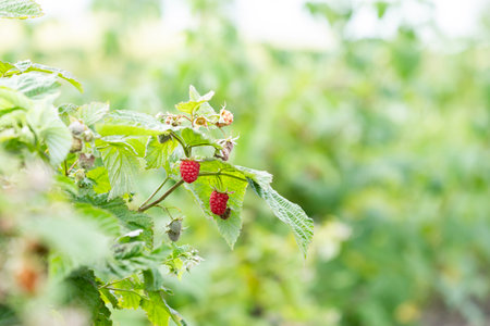 Raspberries on the branch â€“ summer garden fruit. Ripe and unripe raspberries growing on a...