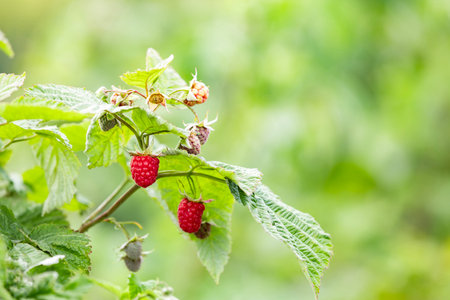 Close-up of ripe raspberries on bush in morning light â€“ vibrant fruit on green bush,...