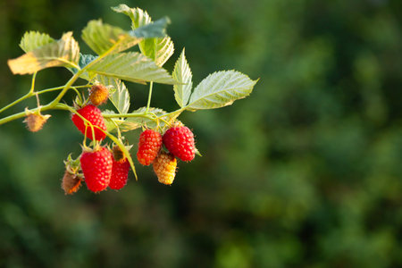 Fresh garden raspberries hanging on the vine, sunset tone.