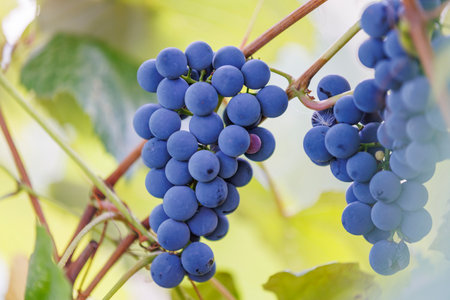 Grapes glowing in evening vineyard sunlight. Blue grape bunch illuminated by evening sun, symbol of autumn harvest and rural farming.の写真素材