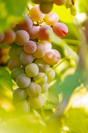 Natural farming fruit cluster on vine. Fresh grapes hanging in vineyard, representing agriculture,...