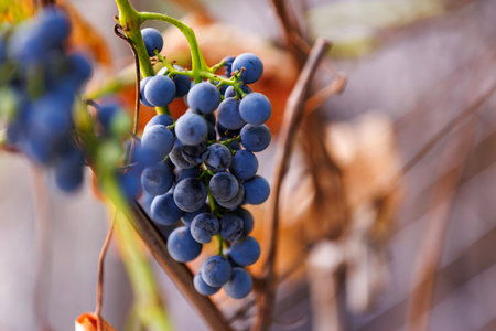 Vineyard harvest grapes in autumn nature. Vineyard grapes in bright autumn light, symbol of seasonal...