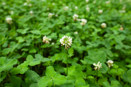 Close-up of white clover blossoms in a dense green field, symbol of nature purity and summer freshness.の写真素材