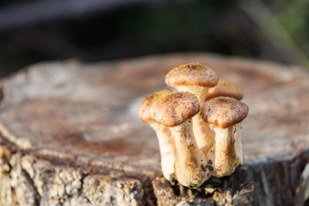 Autumn honey mushrooms on cut tree stump. Cluster of honey mushrooms growing on cut tree stump in autumn forest, close-up texture of natural organic life. Copy space.の写真素材