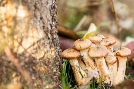 Autumn mushrooms with sunlight on tree base. Group of mushrooms illuminated by golden sunlight growing near tree trunk with fallen leaves. Copy space.の写真素材