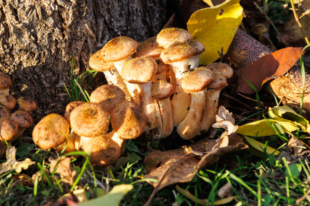Close-up of honey mushrooms growing near tree trunk in warm autumn light, natural seasonal forest detail.の写真素材
