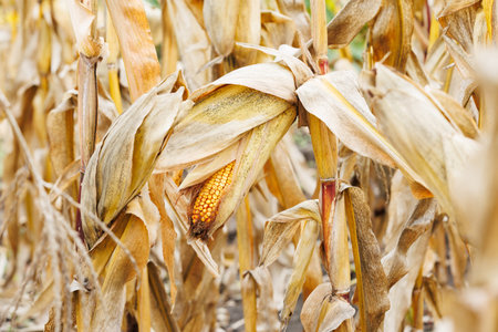 Golden corn ready for harvest. Field corn ears in dry husks catching warm autumn light, representing...