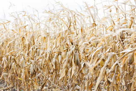 Cornfield in late autumn. Wide view of dry cornfield after ripening, representing rural landscape, seasonal farming and harvest cycle.の写真素材