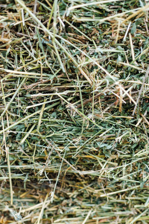 Green alfalfa hay texture background. Close-up of freshly dried alfalfa hay texture with visible stems and leaves - organic livestock feed concept.の写真素材