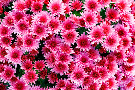 Pink chrysanthemum bloom cluster. A vivid cluster of bright pink chrysanthemums in full bloom,...