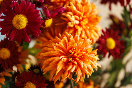 Close-up of orange chrysanthemum flower with dramatic depth of field. Detailed macro of a single chrysanthemum in sharp focus against a soft blurred background, ideal for floral and botanical concepts.の写真素材
