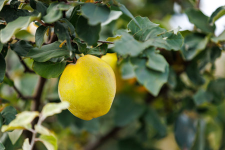 Close-up of ripe quince fruit on tree branch. Detailed close-up of ripe quince fruit growing on a branch, natural texture, shallow depth of field and soft background.の写真素材