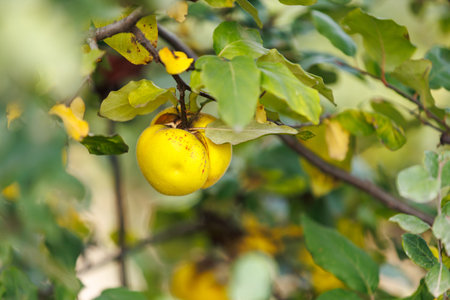 Ripe quince fruit with natural spots on tree branch. Natural ripe quince with visible spots growing on a branch, authentic organic fruit without retouching in orchard setting.の写真素材