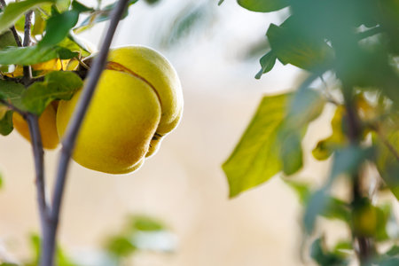 Young quince fruit growing on branch in orchard. Small developing quince fruit on a tree branch, concept of growth, seasonal agriculture and fruit cultivation.の写真素材