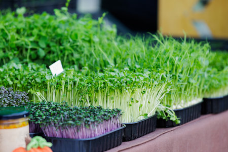 Assorted microgreens at local farmers market. Various types of fresh microgreens displayed at farmers market, concept of organic food, local farming and eco lifestyle.の写真素材