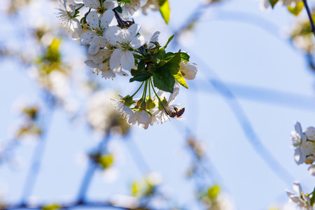 Pollination process in orchard and natural ecosystem. Honey bee collecting pollen from blooming cherry flowers on sunny spring day.の写真素材