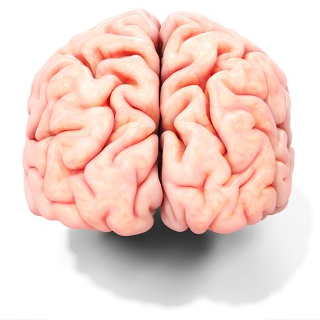 3d realistic detailed brain on white background