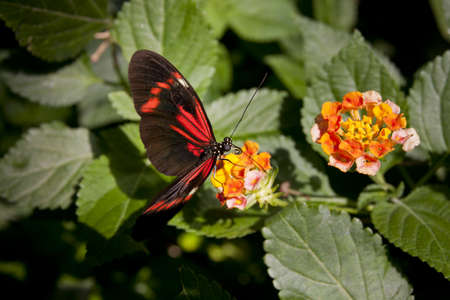 Heliconius Melpomene (butterfly) on orange flower width green leafs