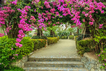 the beautiful arbour of Bougainvillea in the gardenの写真素材