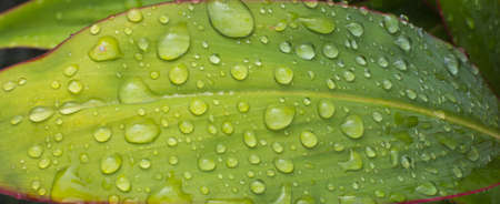 beautiful drop on the leaf after rain