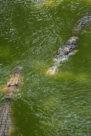 the crocodiles swim meeting in the pondの写真素材