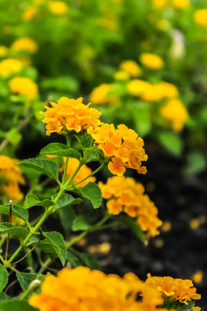 the beautiful Lantana in the gardenの写真素材