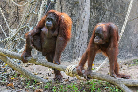 two lovely orangutans hold on the timberの写真素材
